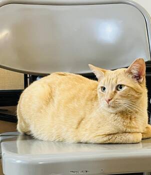 American Shorthair Cats Available for Adoption in Charlotte, North Carolina - Larry | PetCurious