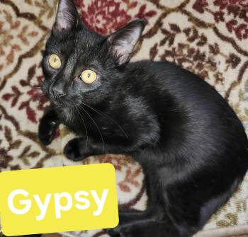 Rescue Domestic Medium Hair Cats for Adoption in Okemah, Oklahoma - Gypsy | PetCurious