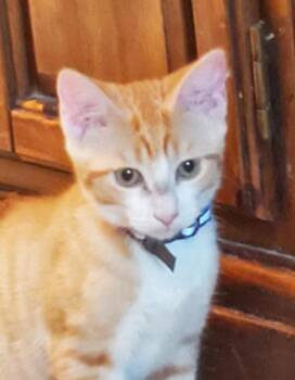 Tabby and Tuxedo Cats Available for Adoption in Las Cruces, New Mexico - Percival | PetCurious