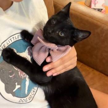 Toby Gashi -  Domestic Short Hair Cat for Adoption in Friendswood, Texas - Toby Gashi | PetCurious