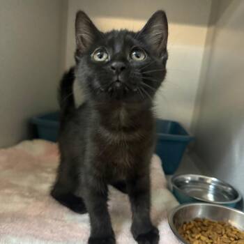 Sabrina -  Domestic Short Hair Cat for Adoption in Greensboro, North Carolina - Sabrina | PetCurious