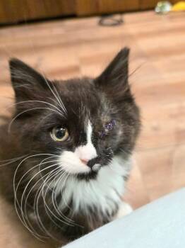 Bluebell (kitten) -  Domestic Medium Hair Cat for Adoption in Enfield, Connecticut - Bluebell (kitten) | PetCurious