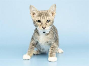 TIPPY -  Domestic Short Hair Cat for Adoption in Phoenix, Arizona - TIPPY | PetCurious
