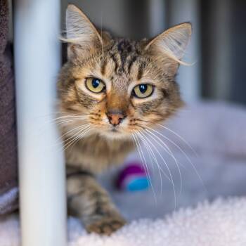 Rescue Domestic Medium Hair Cats for Adoption - Toast | PetCurious