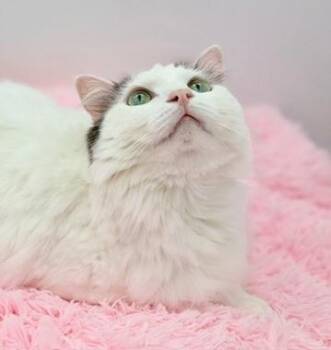 Ragdoll and Domestic Long Hair Cats Available for Adoption - Finn | PetCurious