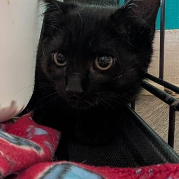 Rescue Domestic Short Hair Cats for Adoption in Jefferson City, Tennessee - Leo | PetCurious