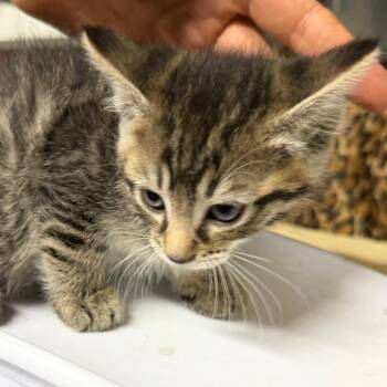 Domestic Short Hair Cats Available for Adoption in Gainesville, Florida - Cheerio | PetCurious