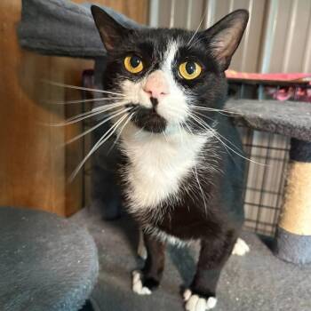 Fisher -  Domestic Short Hair Cat for Adoption in New Woodstock, New York - Fisher | PetCurious
