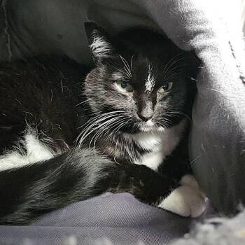 Spaghetti -  Domestic Short Hair Cat for Adoption in Lakewood, Colorado - Spaghetti | PetCurious