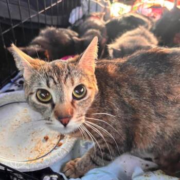 Toulouse -  Domestic Short Hair Cat for Adoption in Nampa, Idaho - Toulouse | PetCurious