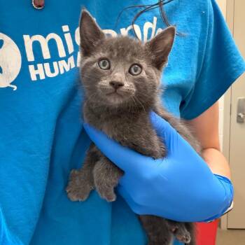 Domestic Short Hair Cats Available for Adoption in Council Bluffs, Iowa - Apricot | PetCurious