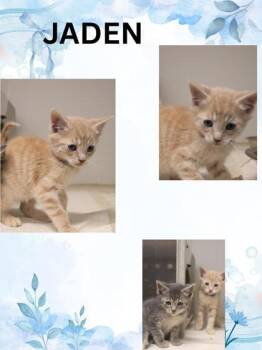 Jaden -  Domestic Short Hair Cat for Adoption in Kenansville, North Carolina - Jaden | PetCurious