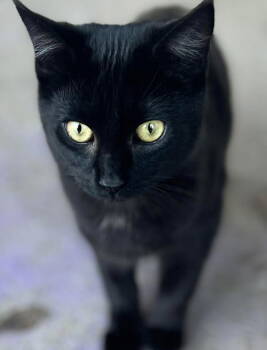 Rescue Domestic Short Hair Cats for Adoption in Chatsworth, Georgia - Ink | PetCurious