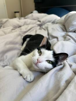 Rescue Domestic Short Hair Cats for Adoption in New York, New York - Twinkie | PetCurious