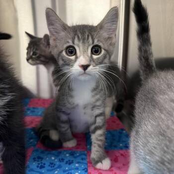 Winter -  Domestic Short Hair Cat for Adoption in Grantsville, Utah - Winter | PetCurious