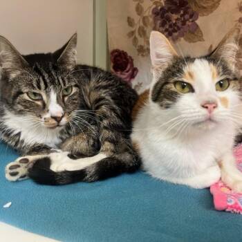 Jaxon (52314) bonded with Kaylee (52313) -  Domestic Short Hair Cat for Adoption in Manassas, Virginia - Jaxon (52314) Bonded With Kaylee (52313) | PetCurious