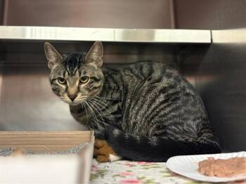 Domestic Short Hair Cats Available for Adoption in Fort Wayne, Indiana - HELIX | PetCurious