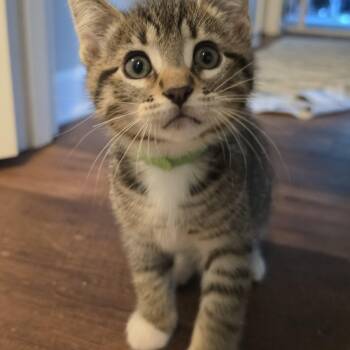 Clint -  Domestic Short Hair Cat for Adoption in Portland, Oregon - Clint | PetCurious