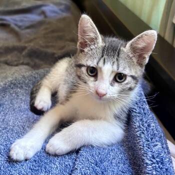 Amethyst* -  Domestic Short Hair Cat for Adoption in San Gabriel, California - Amethyst* | PetCurious
