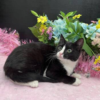 Tuxedo and Domestic Short Hair Cats Available for Adoption - Bella | PetCurious