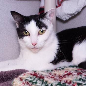 Dulce -  Domestic Short Hair Cat for Adoption in Seattle, Washington - Dulce | PetCurious