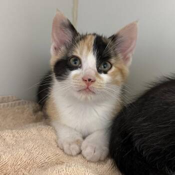 Kara (bonded w/ Lois) -  Domestic Short Hair Cat for Adoption in Oakland, California - Kara (bonded W/ Lois) | PetCurious