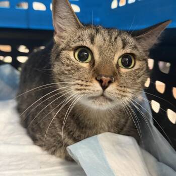 Collard Greens -  Tabby Cat for Adoption in Columbia, South Carolina - Collard Greens | PetCurious
