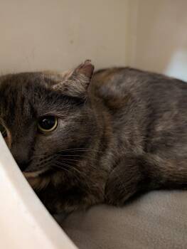 Domestic Short Hair Cats Available for Adoption - Delileh | PetCurious