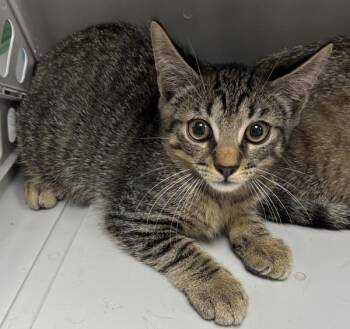 Nf25c -  Domestic Short Hair Cat for Adoption in Lawrenceville, Georgia - Nf25c | PetCurious