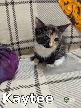 Kaytee -  Domestic Long Hair Cat for Adoption in Rocky Mount, North Carolina - Kaytee | PetCurious
