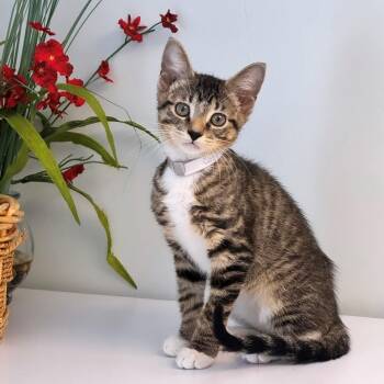 Cosmo -  Domestic Short Hair Cat for Adoption in Syosset, New York - Cosmo | PetCurious