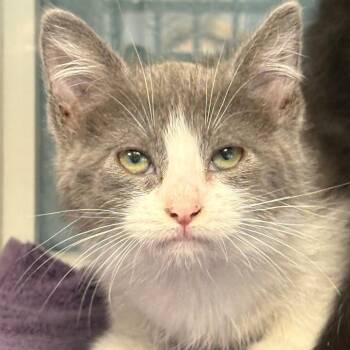 Fauna -  Domestic Short Hair Cat for Adoption in East Hanover, New Jersey - Fauna | PetCurious