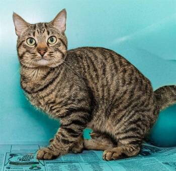 BAZINGA -  Domestic Short Hair Cat for Adoption in Cookeville, Tennessee - BAZINGA | PetCurious