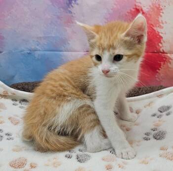 Domestic Short Hair Cats Available for Adoption in Washington Court House, Ohio - Buzz | PetCurious