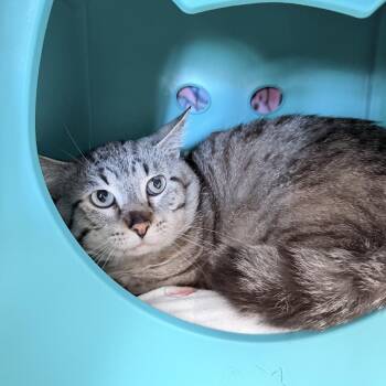 Mickey -  Domestic Short Hair Cat for Adoption in Medford, Oregon - Mickey | PetCurious
