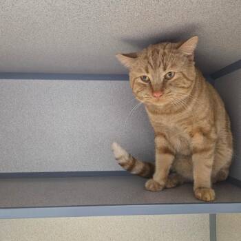 Domestic Short Hair Cats Available for Adoption in North Battleford, Saskatchewan - Mr Meowmix | PetCurious