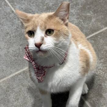 Duke -  Domestic Short Hair Cat for Adoption in Matteson, Illinois - Duke | PetCurious