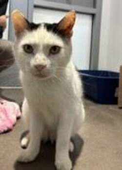 Sledge -  Domestic Short Hair Cat for Adoption in Fort Worth, Texas - Sledge | PetCurious