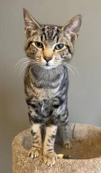 Domestic Short Hair Cats Available for Adoption - Evan | PetCurious