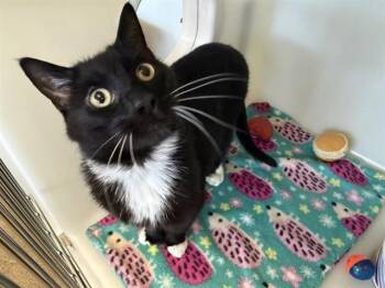 MARIO -  Domestic Short Hair Cat for Adoption in Mckinleyville, California - MARIO | PetCurious