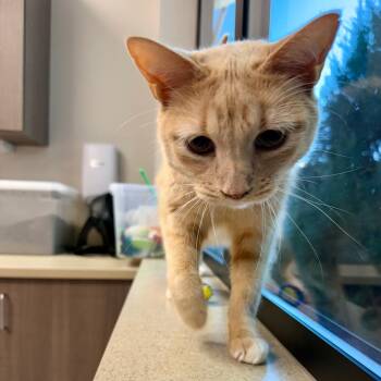 Garfield -  Domestic Short Hair Cat for Adoption in Great Falls, Montana - Garfield | PetCurious
