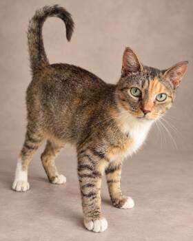 emberly -  Tabby Cat for Adoption in Miami, Florida - Emberly | PetCurious