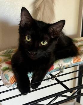 Loki -  Domestic Short Hair Cat for Adoption in Lancaster, California - Loki | PetCurious