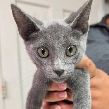 Blueberry -  Domestic Short Hair Cat for Adoption in Leander, Texas - Blueberry | PetCurious