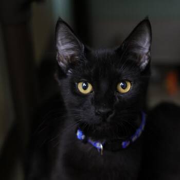 Life -  Domestic Short Hair Cat for Adoption in Los Angeles, California - Life | PetCurious