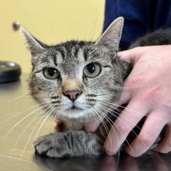 Domestic Short Hair Cats Available for Adoption - Miracle | PetCurious