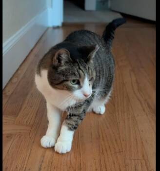 Rescue Domestic Short Hair Cats for Adoption in San Francisco, California - RC Aka Toothless | PetCurious
