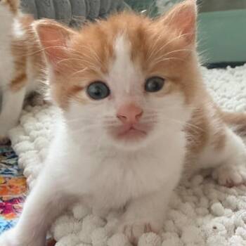 Ron Weasley -  Domestic Medium Hair Cat for Adoption in Winchester, Virginia - Ron Weasley | PetCurious
