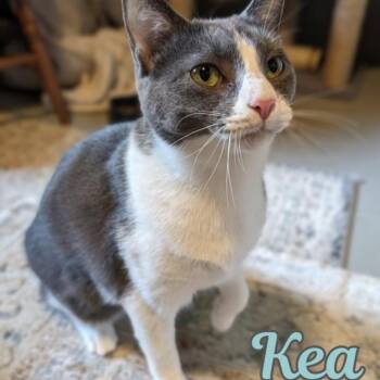 Kea -  Domestic Short Hair Cat for Adoption in Oak Ridge, Tennessee - Kea | PetCurious