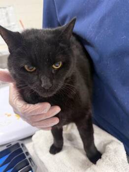 Domestic Short Hair Cats Available for Adoption - GIPSY | PetCurious